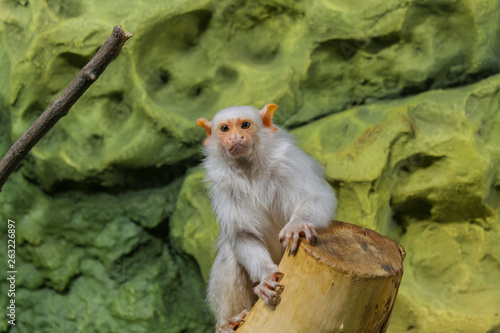 a small white monkey sits on a branch against a background of rocks and looks into the camera © atasmsk