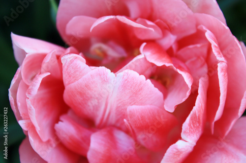 Pink rose tulip background in the garden