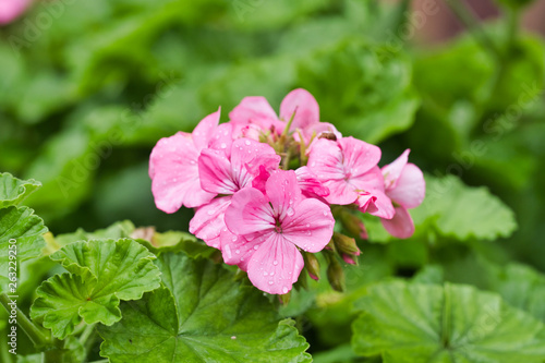 Pelargonium flower, known as geranium, pelargoniums, or storksbill