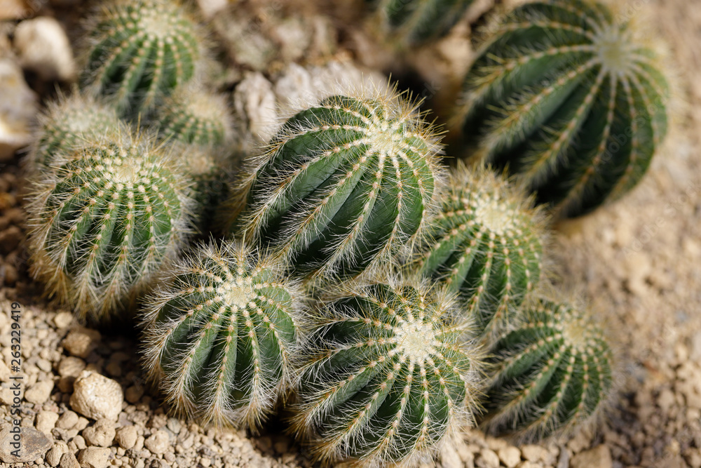 Close-up of green cactus plants with sharp spines Close-up of green cactus plants with sharp spines