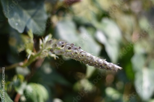 Austreibender Blauregen (Wisteria)