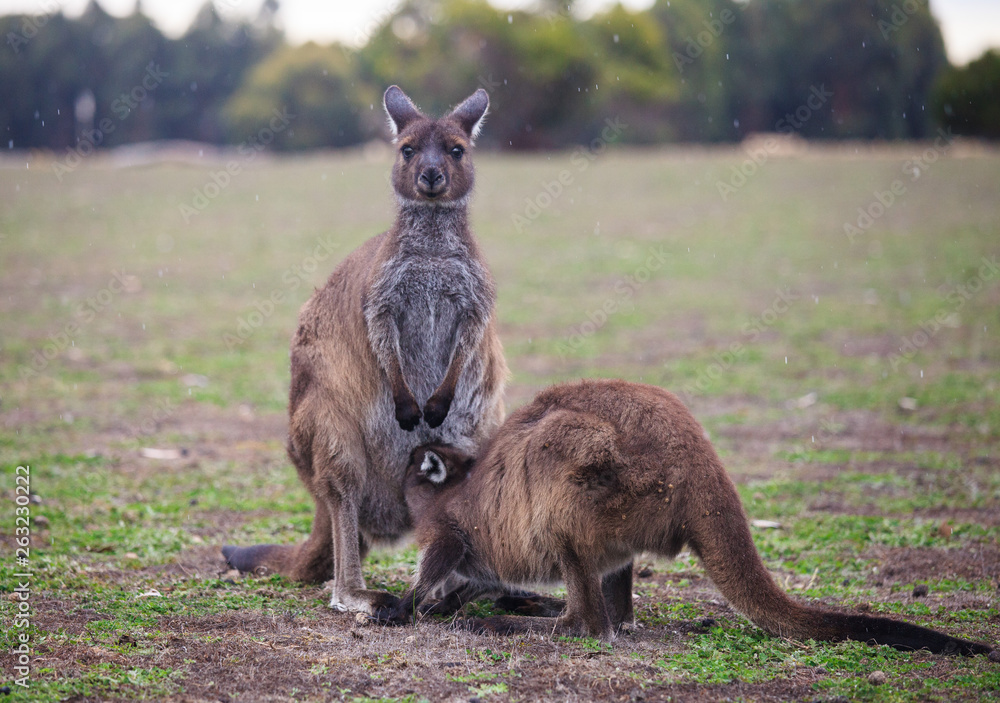 The wild famale Kangaroo feeding her joey from the pouch. Australia. The wild famale Kangaroo feeding her joey from the pouch. Australia.