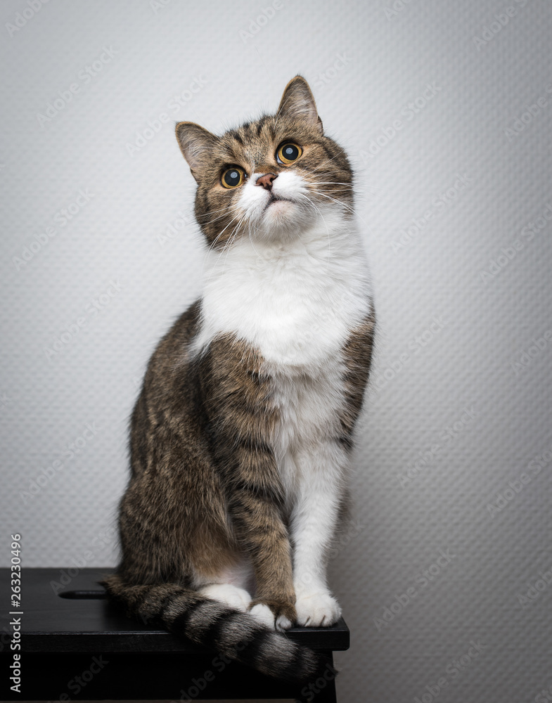 tabby british shorthair cat sitting on a black stool in front of white wall