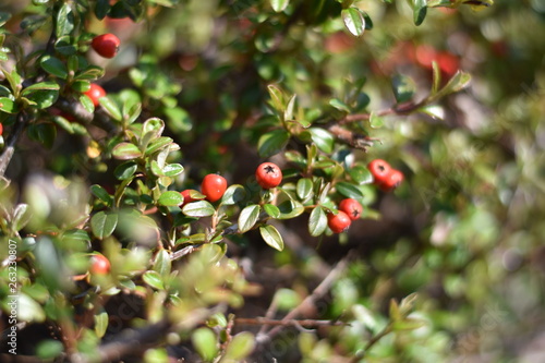 Zwergmispel (Cotoneaster) - rote Beeren im Sonnenlicht