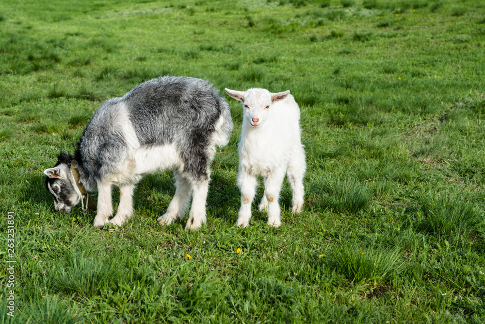 cute white little goats on a green meadow cute white little goats on a green meadow
