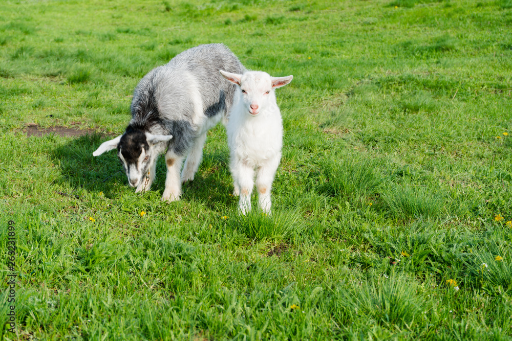 Obraz premium cute white little goats on a green meadow
