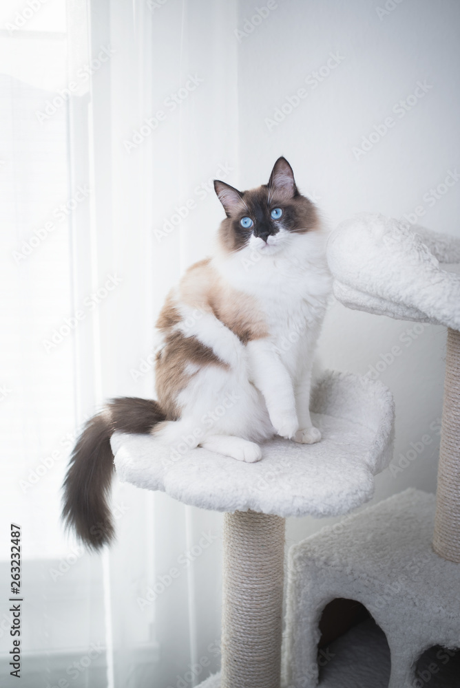 ragdoll cat scratching post