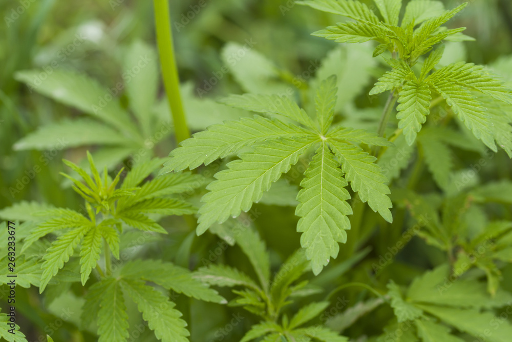 Marijuana business. Grow legal Recreational Marijuana. Planting cannabis