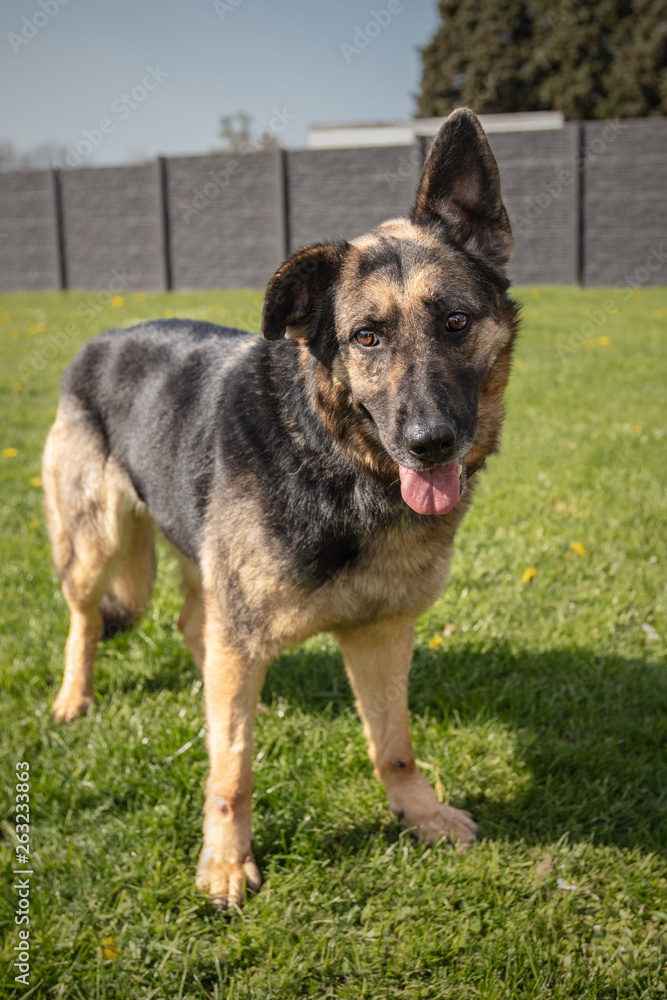 German Shepherd dog waiting for a new family in an animal shelter in Belgium