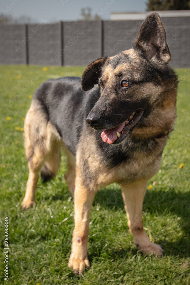 German Shepherd dog waiting for a new family in an animal shelter in Belgium German Shepherd dog waiting for a new family in an animal shelter in Belgium