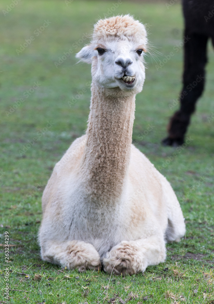 White llama ,Lama glama, portrait lying on a grass with smile and teeth looking at the camera.