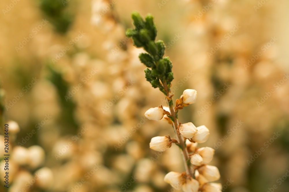 Heather (Calluna vulgaris) plant for broom production. Heather (Calluna vulgaris) plant for broom production.