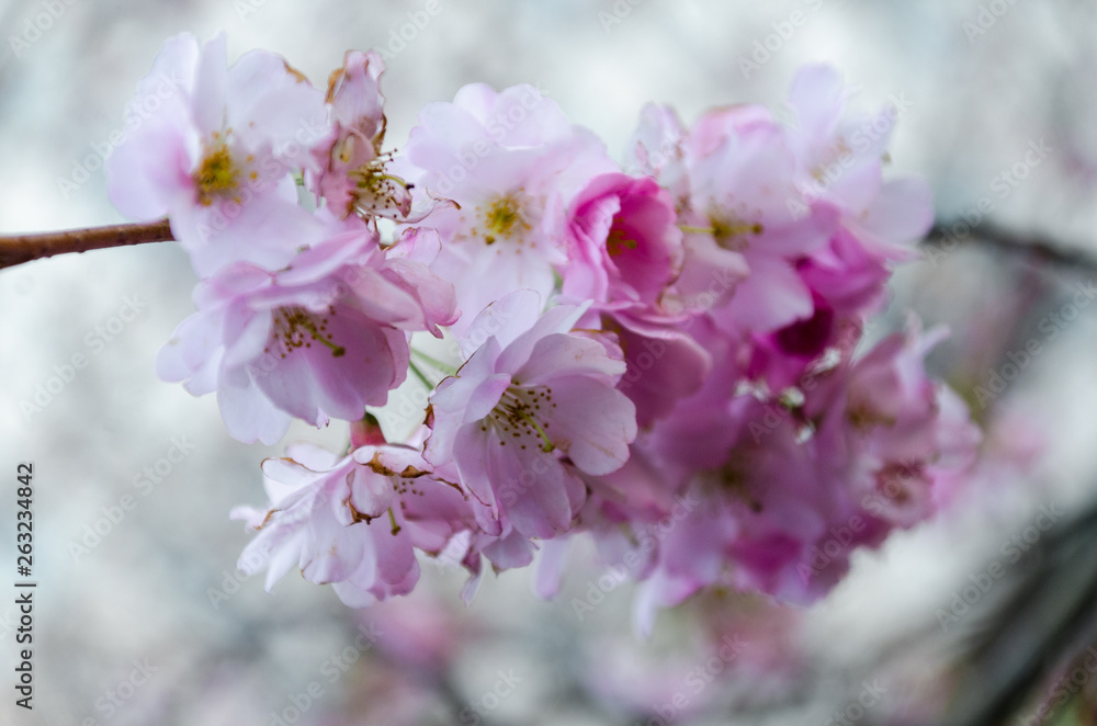 Fototapeta premium pink cherry blossom