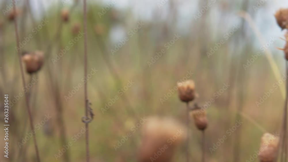 close-up of dried weed buds. camera movement from left to right. no sound. close-up of dried weed buds. camera movement from left to right. no sound.