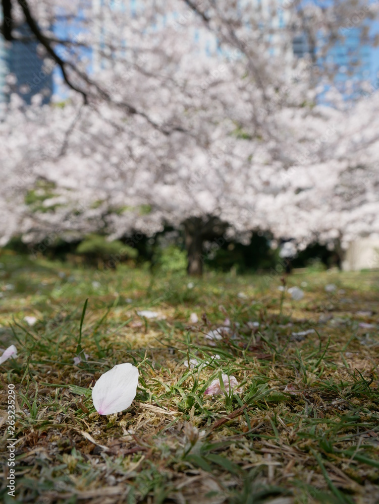 桜の花びら 桜の花びら