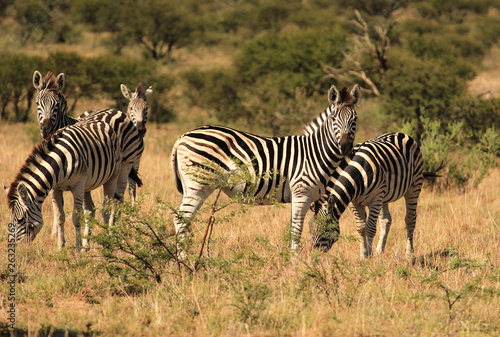 Herd of Burchell  s zebras in South African game reserve