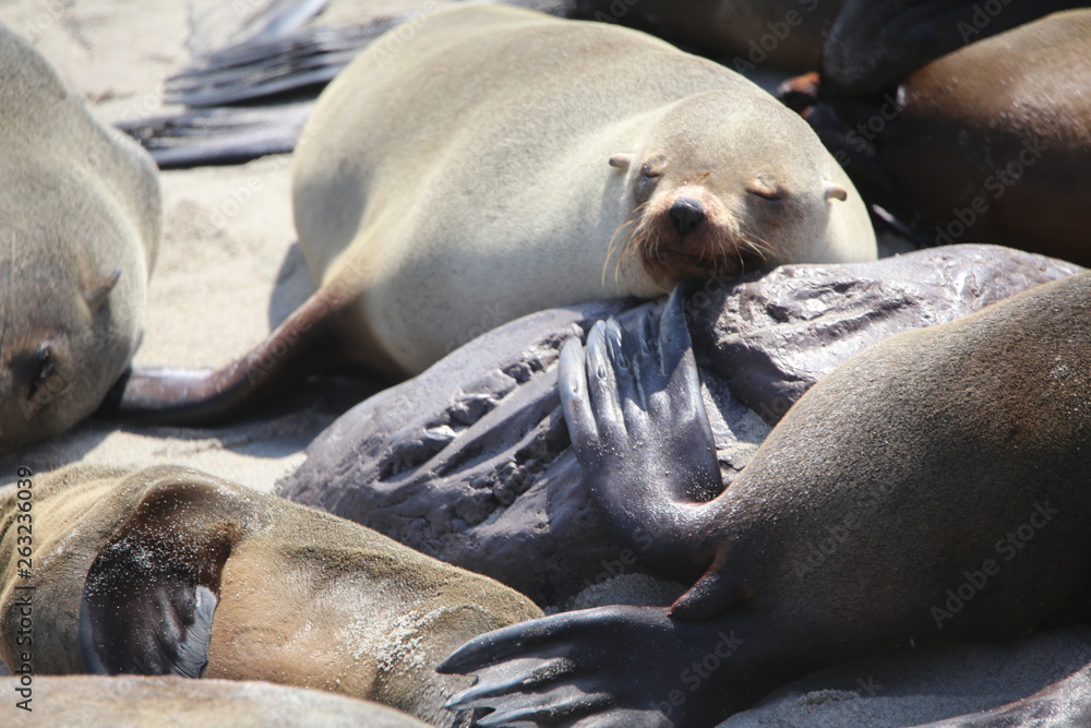 Fototapeta premium animals