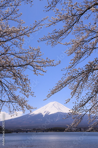 富士山を包む湖畔の桜