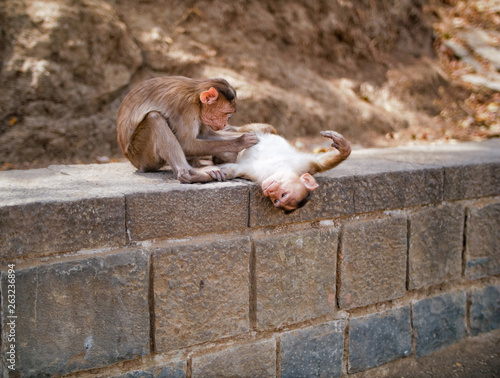 Monkey langur photo