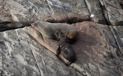 New Zealand Fur Seal, Arctocephalus forsteri, long-nosed fur seal with its baby puppy. Australasian fur seal, South Australian fur seal.