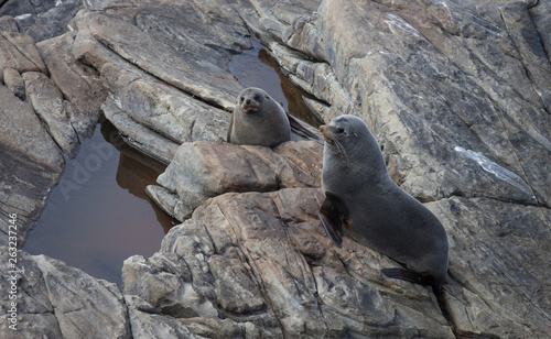 New Zealand Fur Seal, Arctocephalus forsteri, long-nosed fur seal with its baby puppy. Australasian fur seal, South Australian fur seal.