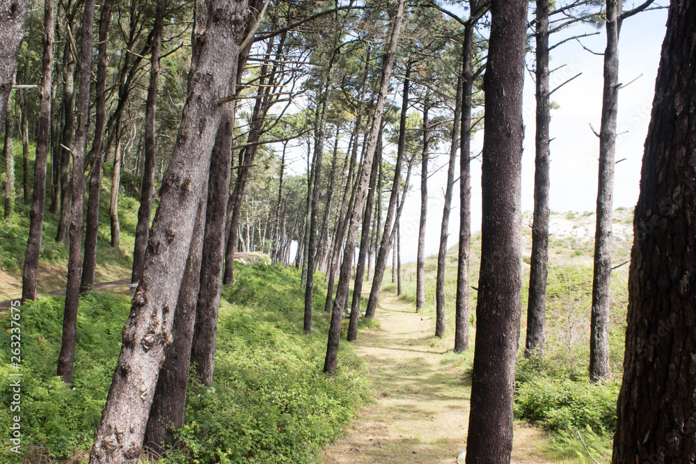 Naklejka premium islas cies