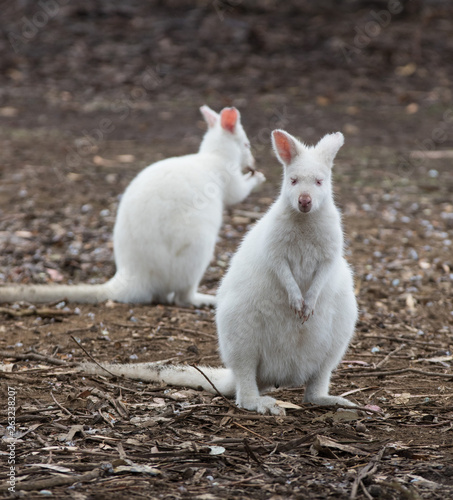 Portrait of two young cute very rare australian Kangaroo albino with red eyes and pink nose sitting in the field and waiting. © Natalia