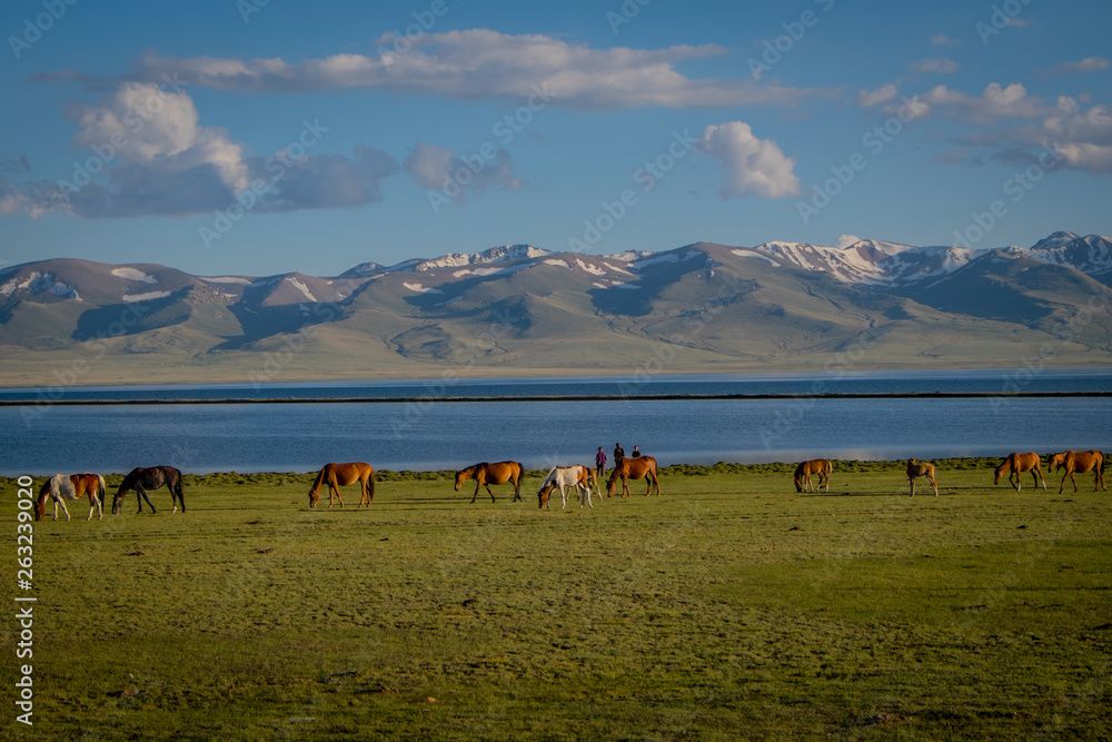 Horse at Song Kul Lake in Kyrgyzstan Horse at Song Kul Lake in Kyrgyzstan