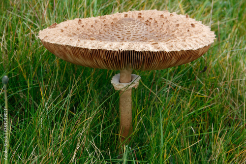 Parasol mushroom on a forest meadow photo