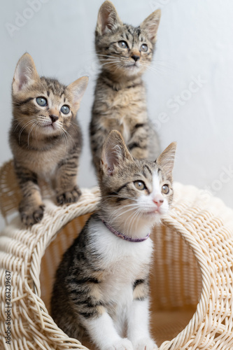 cat