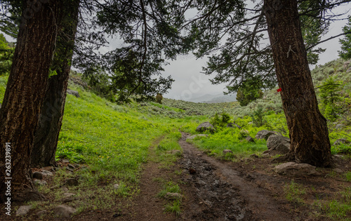 Trees Leaning Over Trail into Wilderness