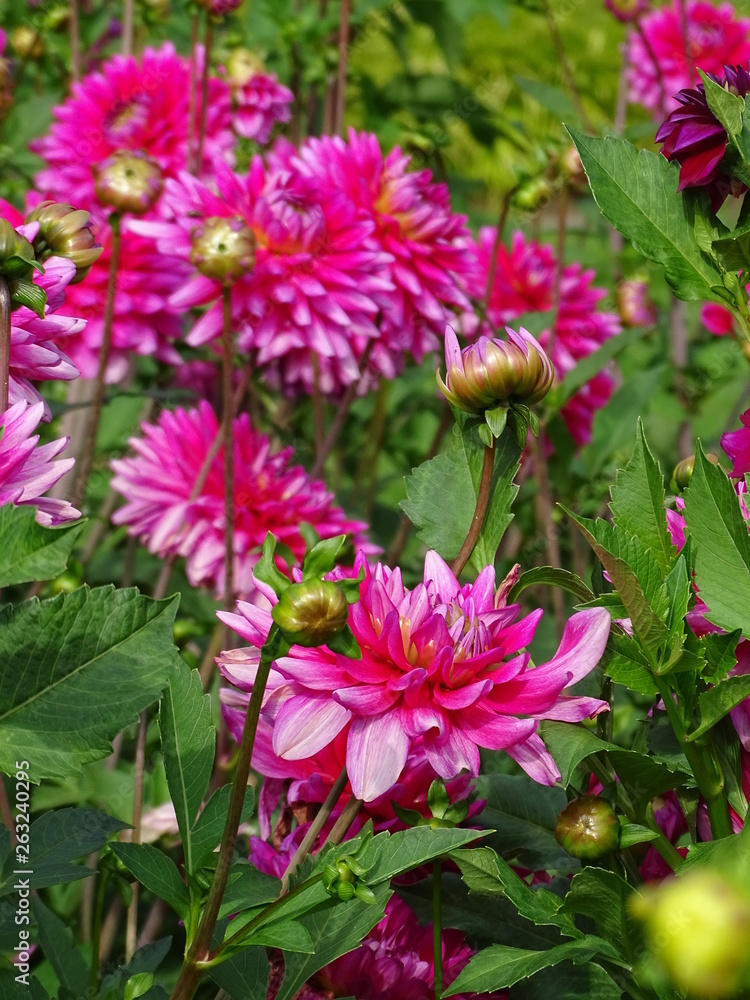 Obraz premium Dahlia - Dalien