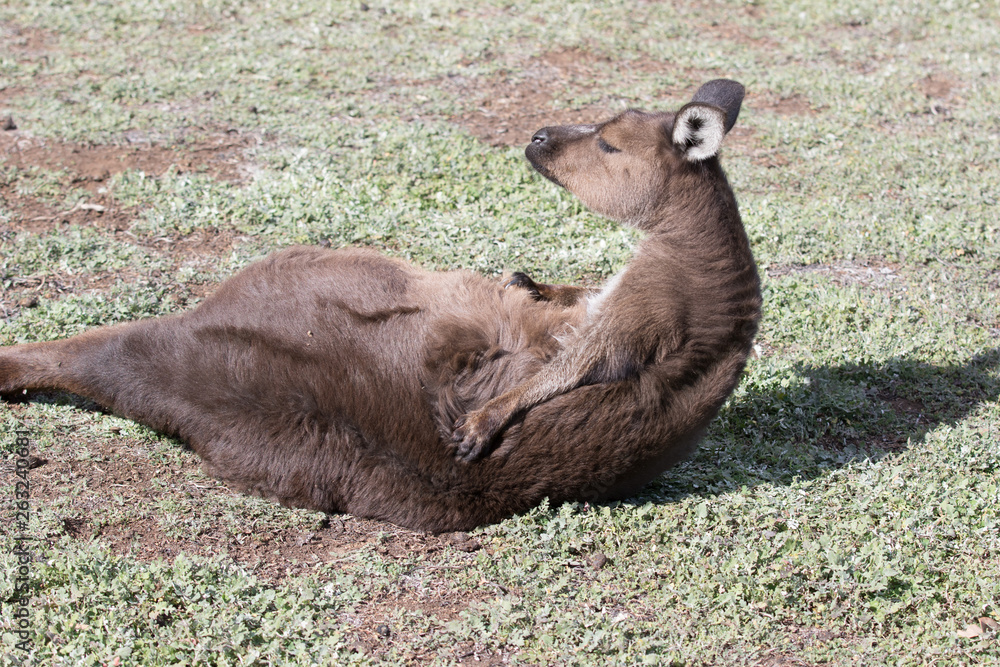 Portrait of australian Kangaroo doing exercise on a press Australia. Portrait of australian Kangaroo doing exercise on a press Australia.
