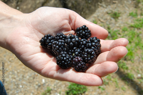 Handful of Blackberries