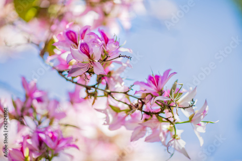 Tender beautiful pink flowers blossom Melastomataceae