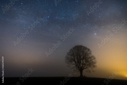 tree at dawn with starry sky
