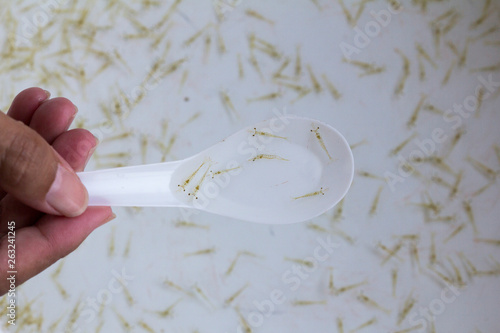 Close up and soft focus of post larva shrimp (Litopenaeus vannamei) in a sampling spoon.