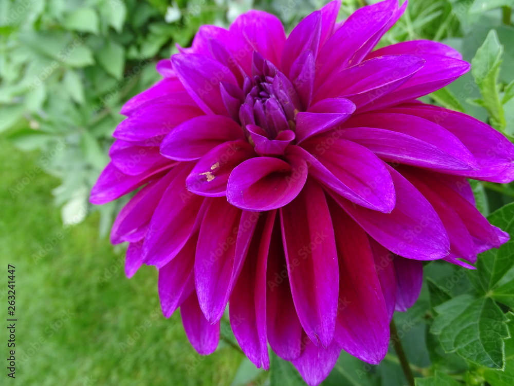 Dahlia - Dalien Dahlia - Dalien