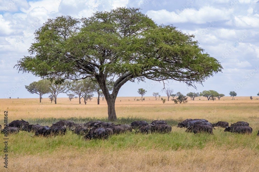 herd of buffalos in savannah in kenya herd of buffalos in savannah in kenya