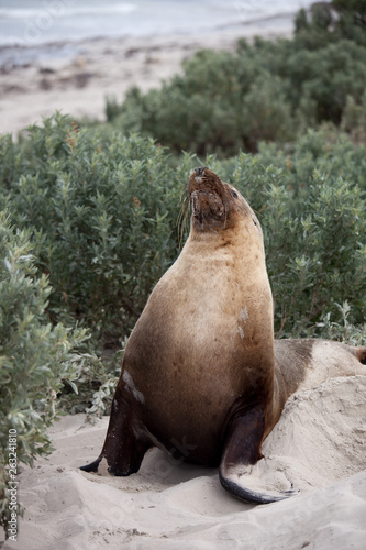 Portrait of enormous male Australian sea lion, Neophoca cinerea, posing on the beach at Seal Bay, Kangaroo Island, South Australia.