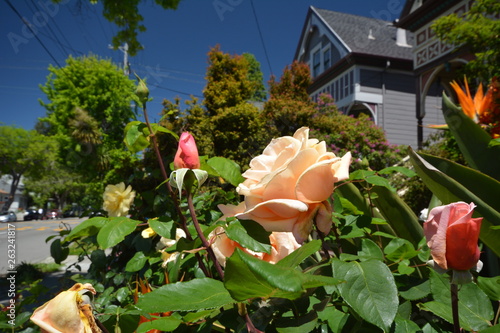 Spring Impressions from Berkeley near San Francisco and Oakland in Alameda County on May 3, 2017, California USA