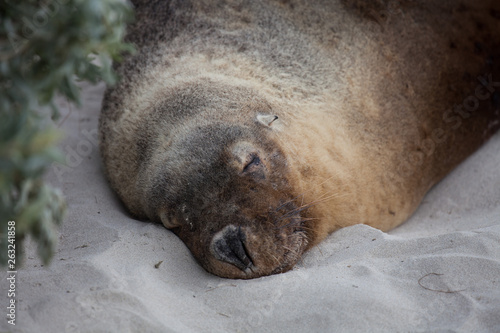 Portrait of male Australian sea lion, Neophoca cinerea, sleeping on the beach at Seal Bay, Kangaroo Island, South Australia.