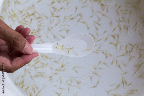 Close up and soft focus of post larva shrimp (Litopenaeus vannamei) in a sampling spoon.