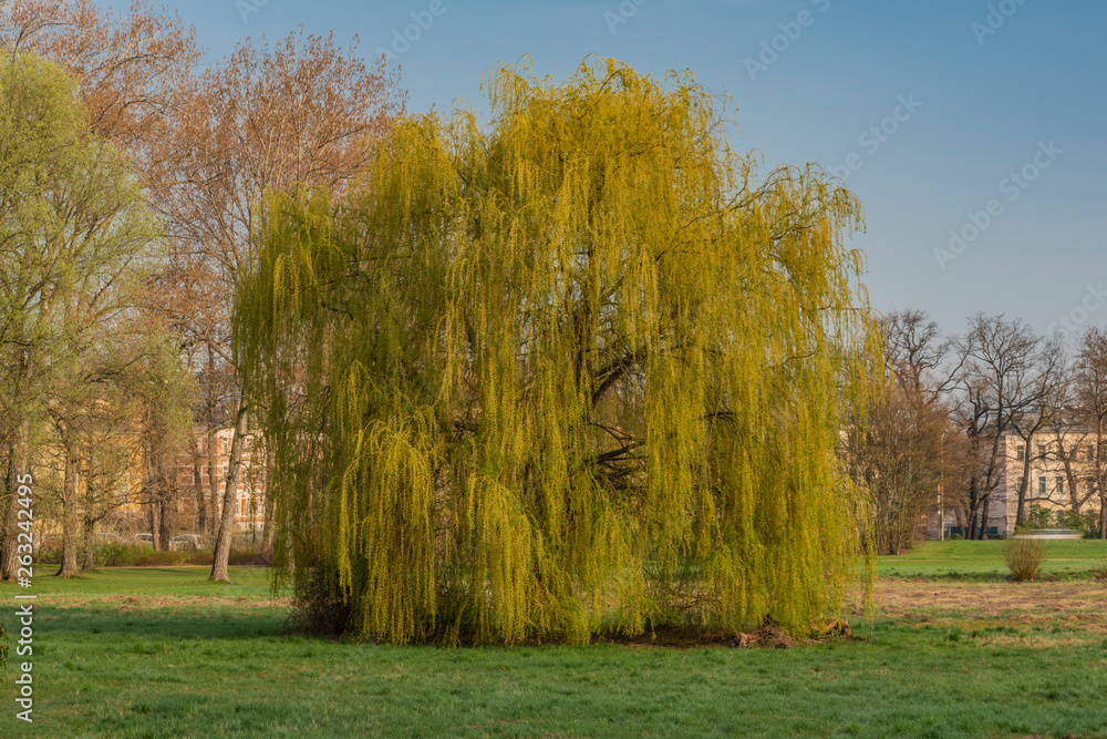 Spring sunny morning near Schwanenteich pond in Zwickau city