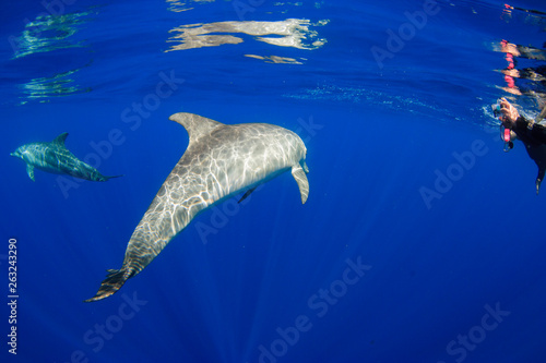 小笠原の海を泳ぐミナミハンドウイルカ © shota