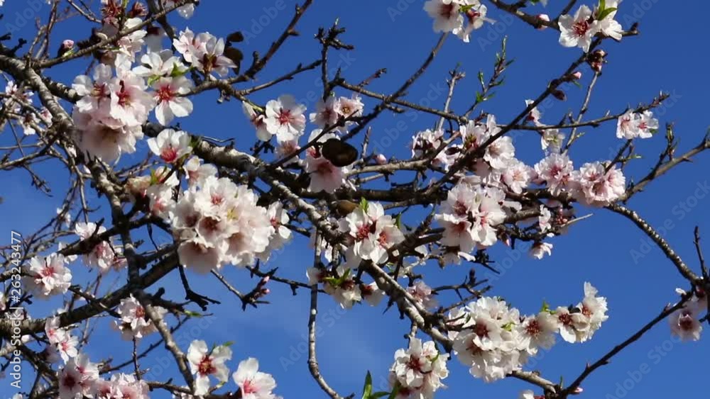 The blossom of almond trees near Torrevieja on the Costa Blanca with blue sky and beautiful pink flowers. The blossom of almond trees near Torrevieja on the Costa Blanca with blue sky and beautiful pink flowers.