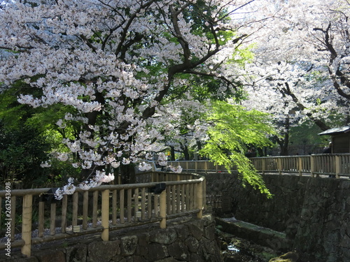 Sakura flowers  in Japan