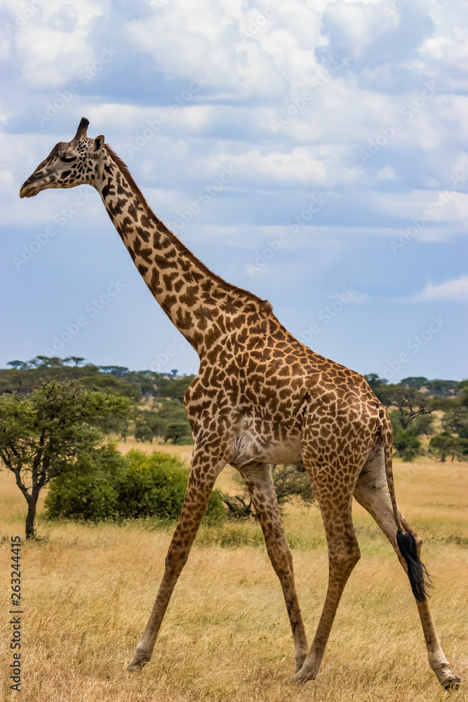Obraz premium giraffe in africa