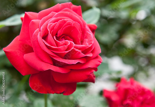 Scarlet rose on a bush in the spring day  close-up