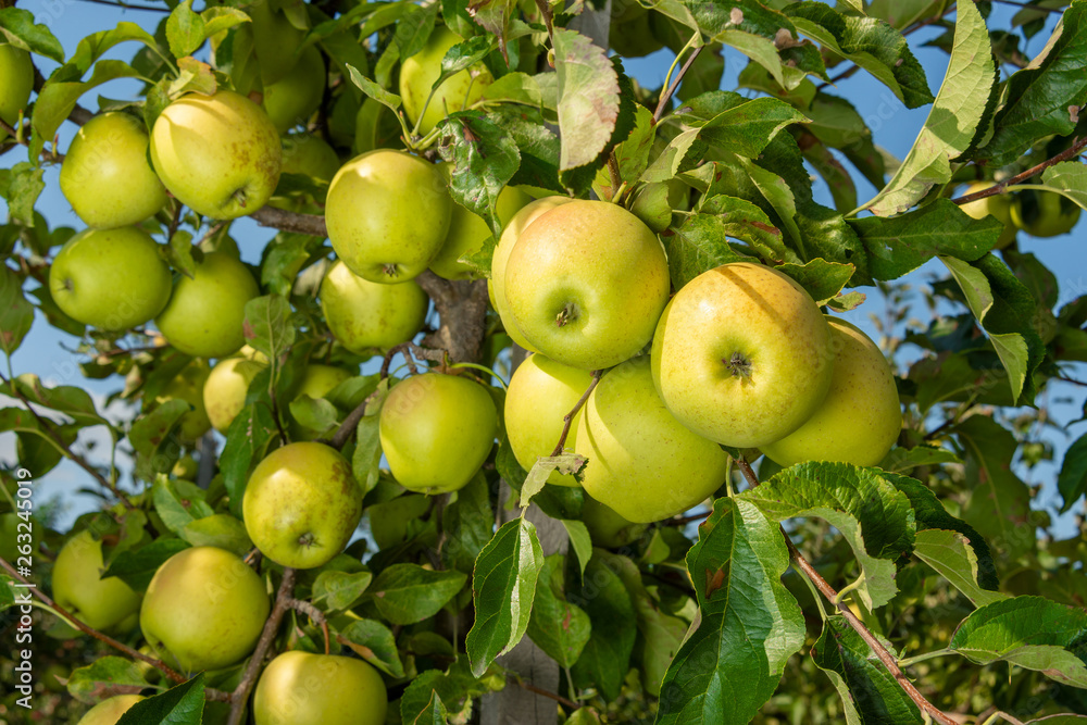 apple branch closeup with ripe apples close-up in the rays of the sun. Autumn harvest concept apple branch closeup with ripe apples close-up in the rays of the sun. Autumn harvest concept